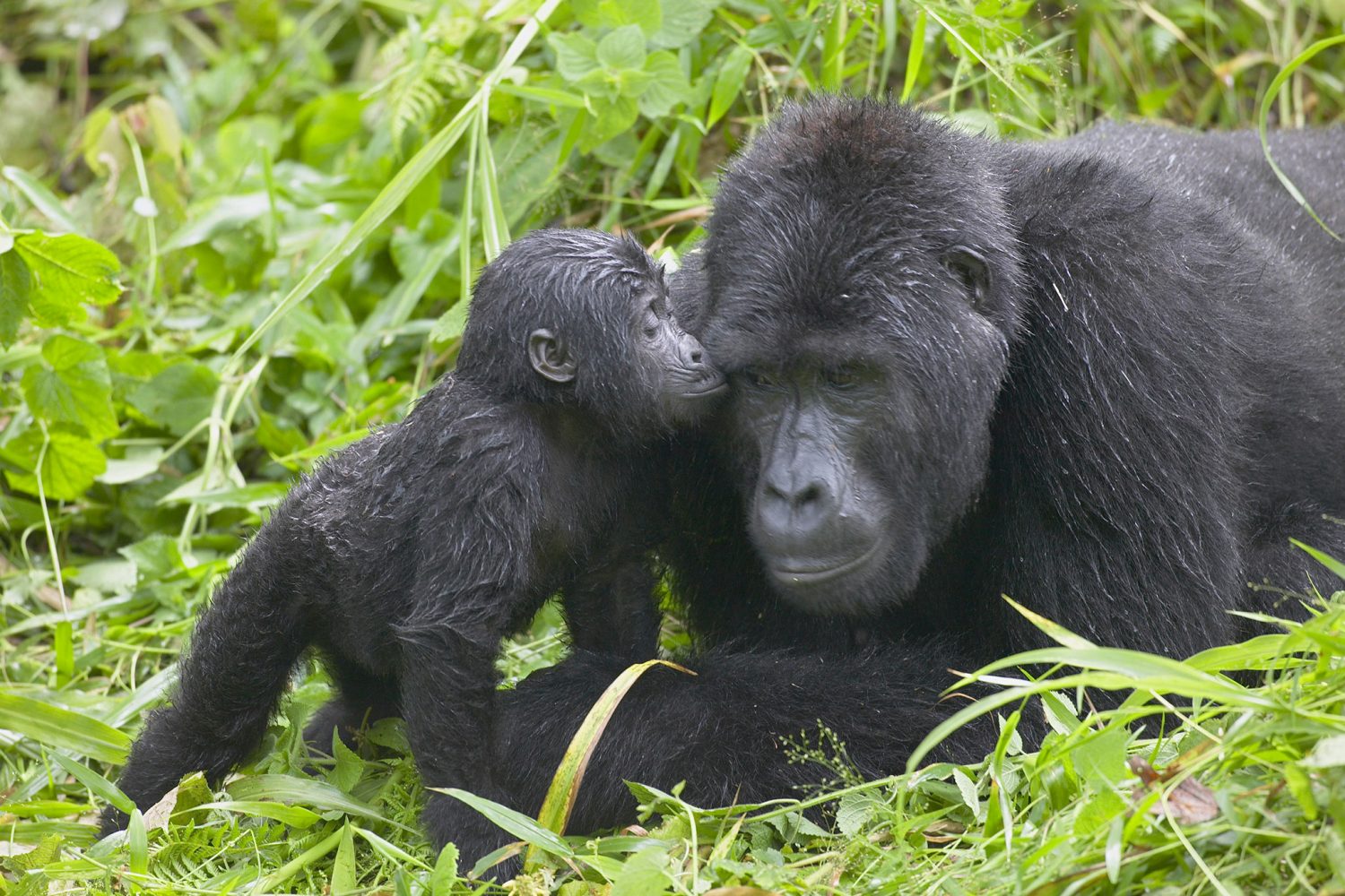 gorilla trekking uganda adult infant