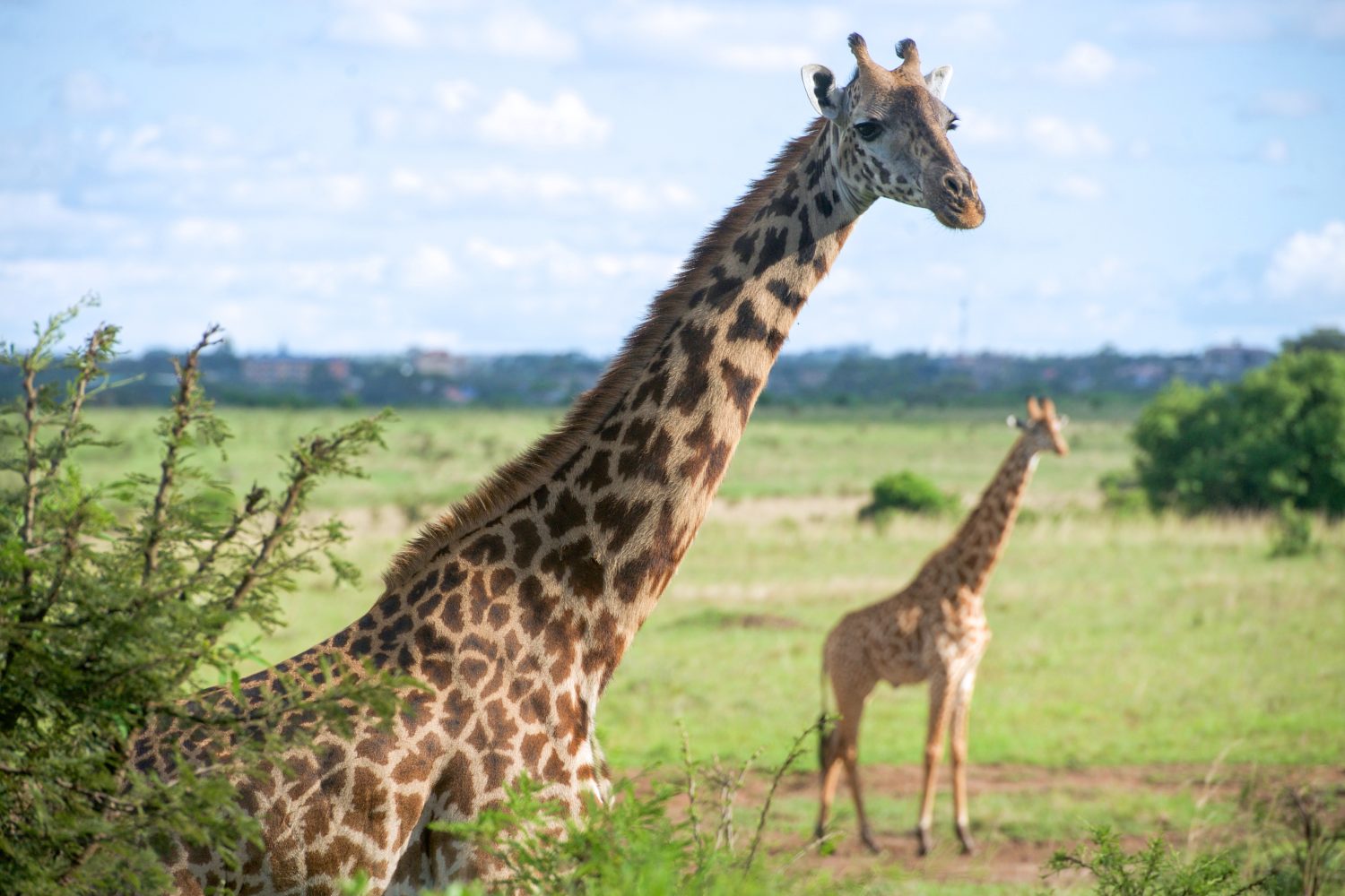 Giraffes Stand in a Field in Nairobi National Park 17150574397