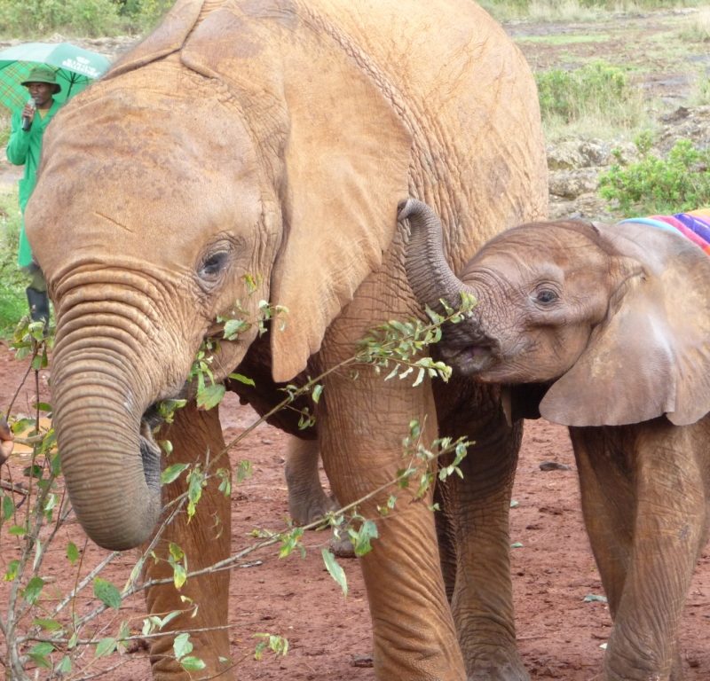 ellies