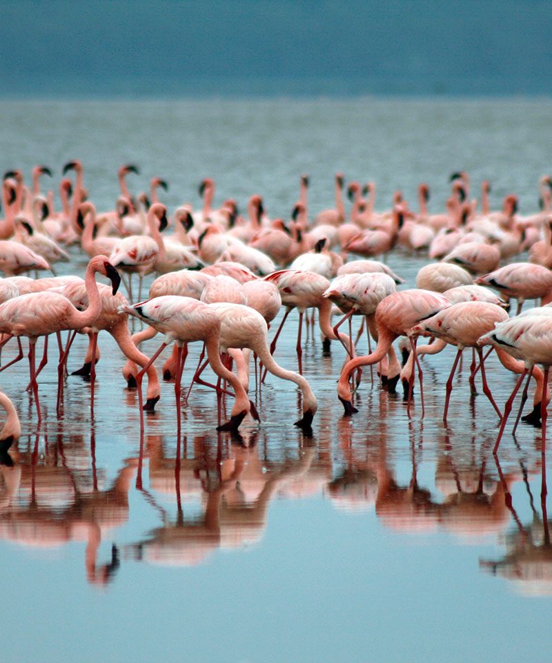 lake nakuru