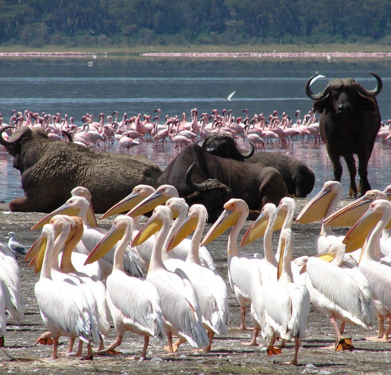 lakenakuruBUFFALO