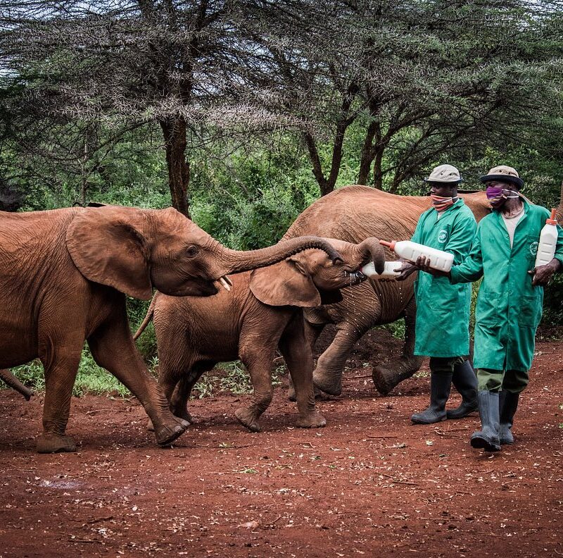 sheldrick