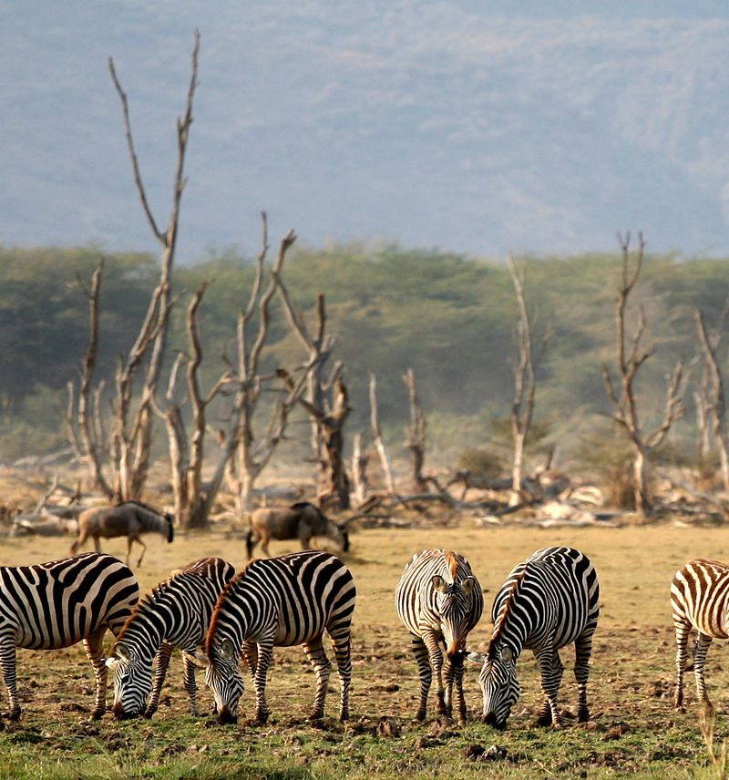 1200px Lake Manyara Wildlife