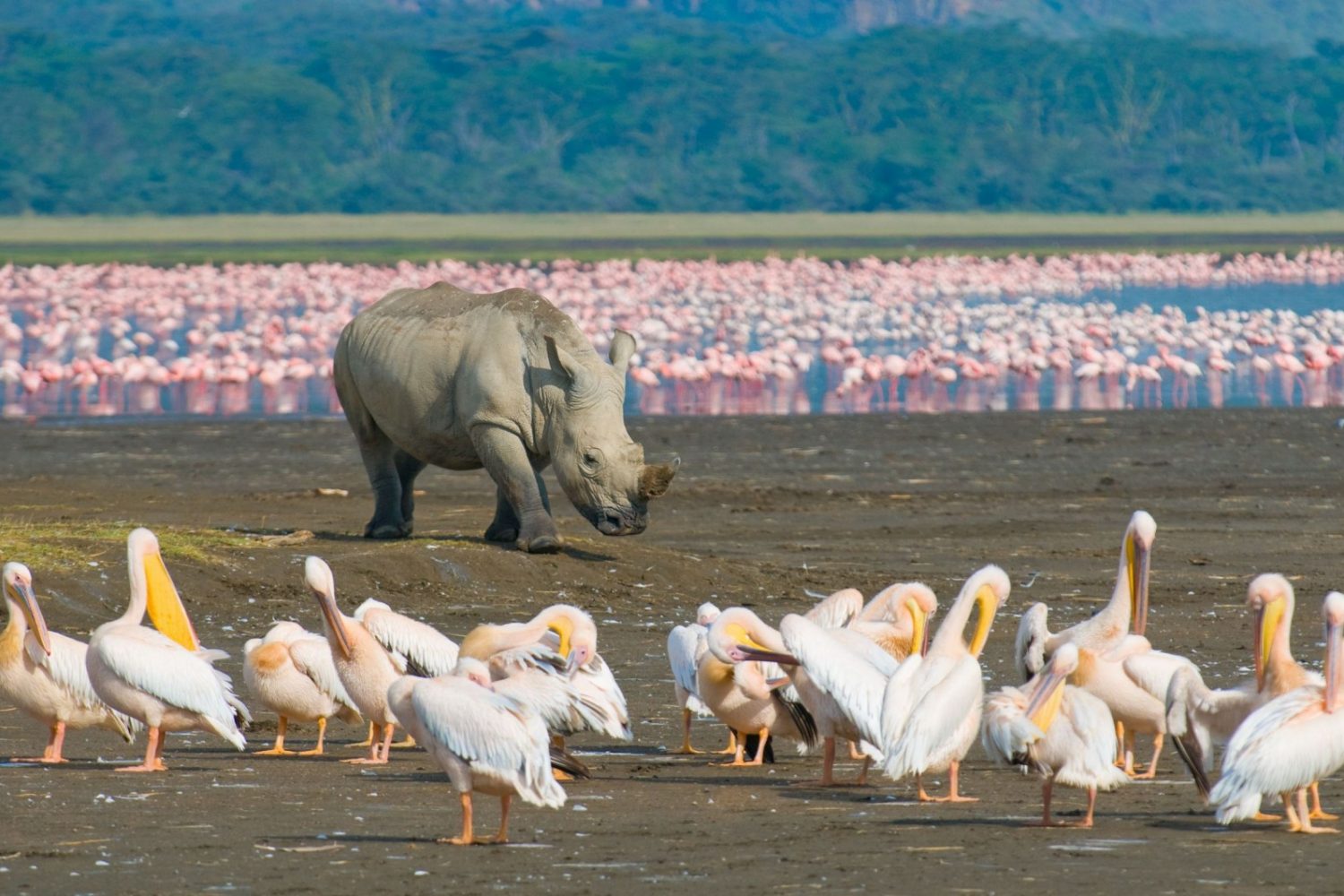 1364195534 rhino in lake nakuru national park kenya 1600x1062
