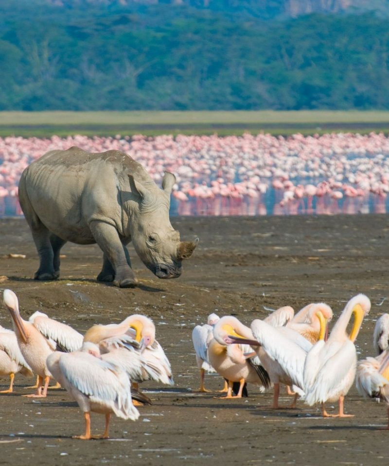 1364195534 rhino in lake nakuru national park kenya 1600x1062