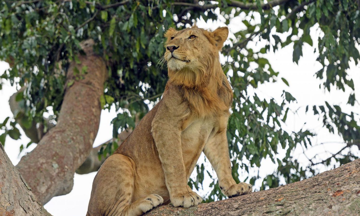 Game Drive Queen Elizabeth National Park 1600x900 3