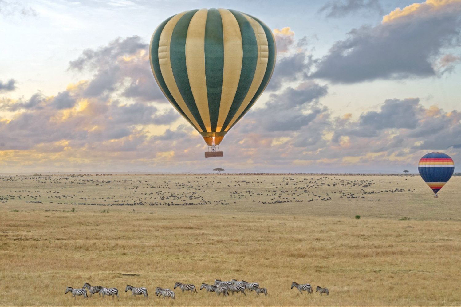 Masai Mara Resized rCur9TS.jpg.1920x500 q85 crop scale