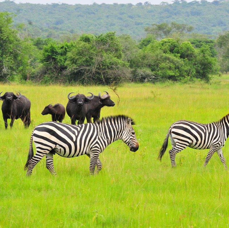 Mburo zebra and buffalo 1