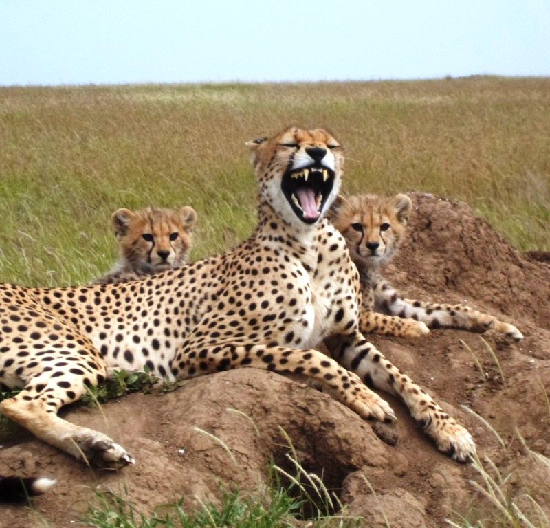 Serengeti National Park Nature1 2