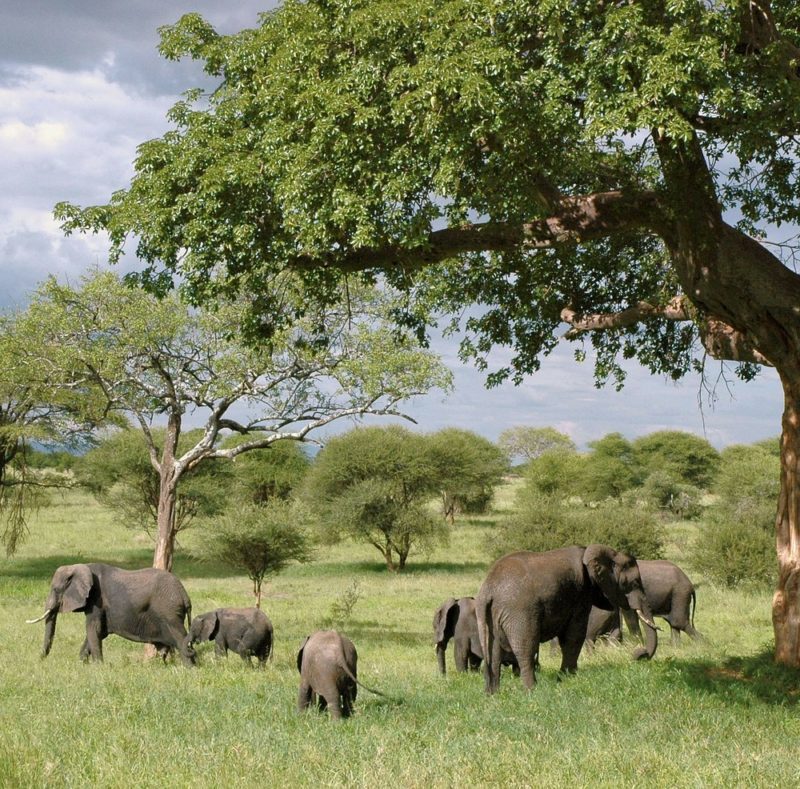 elephant queen elizabeth 1024x789 2