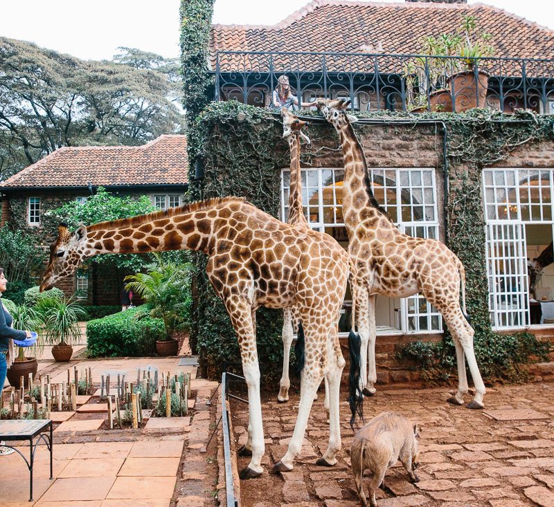 giraffe manor nairobi kenya travel hotel photography 26 1