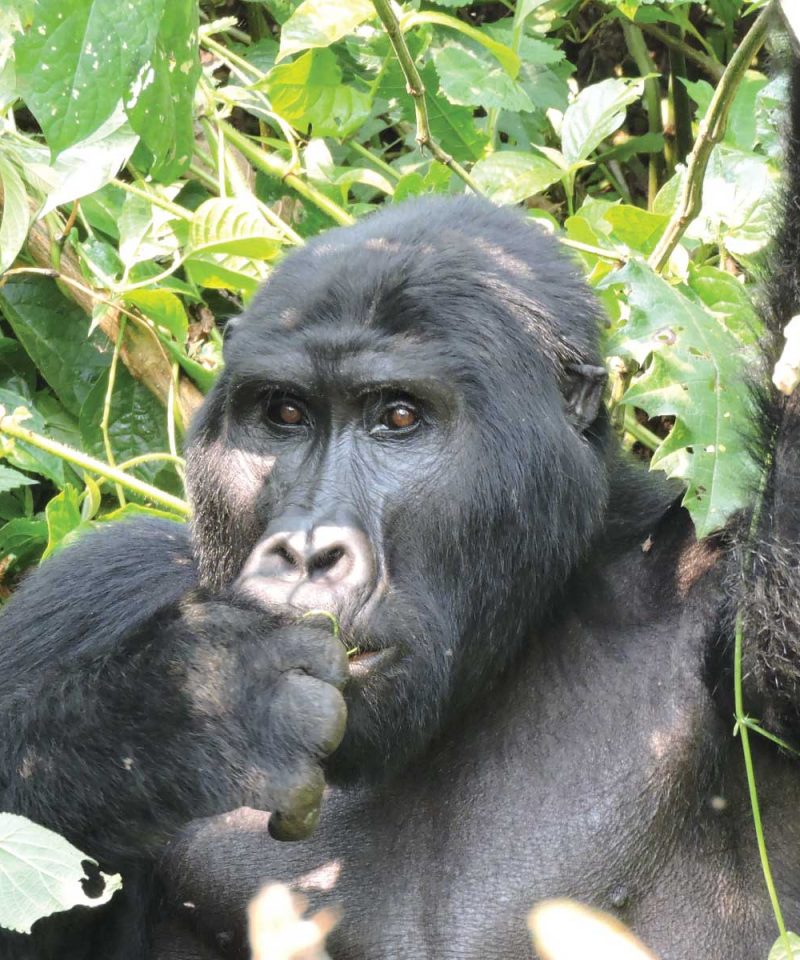 gorilla Trekking 1