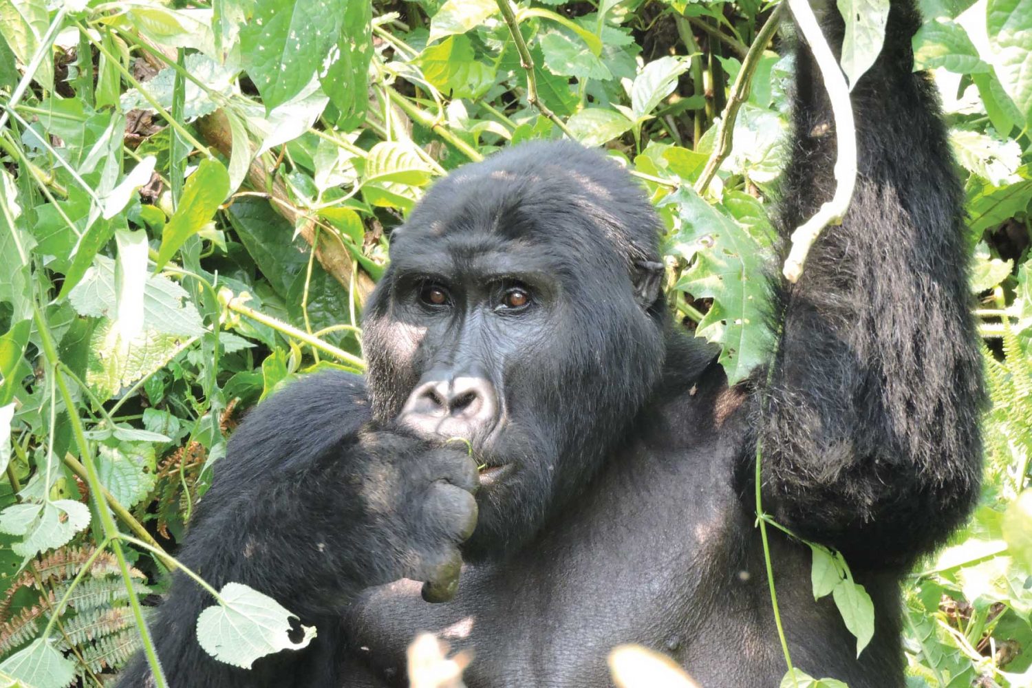 gorilla Trekking