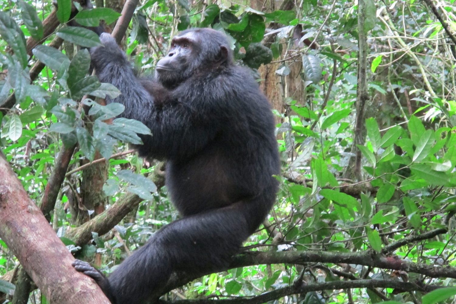 kibale chimpanzee safaris 1 1