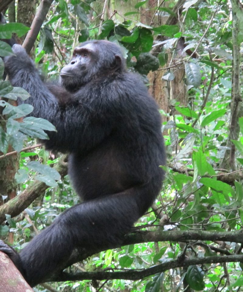 kibale chimpanzee safaris 1 2