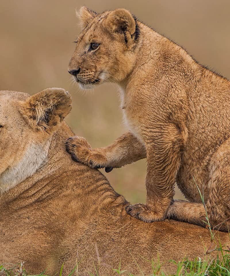 mara