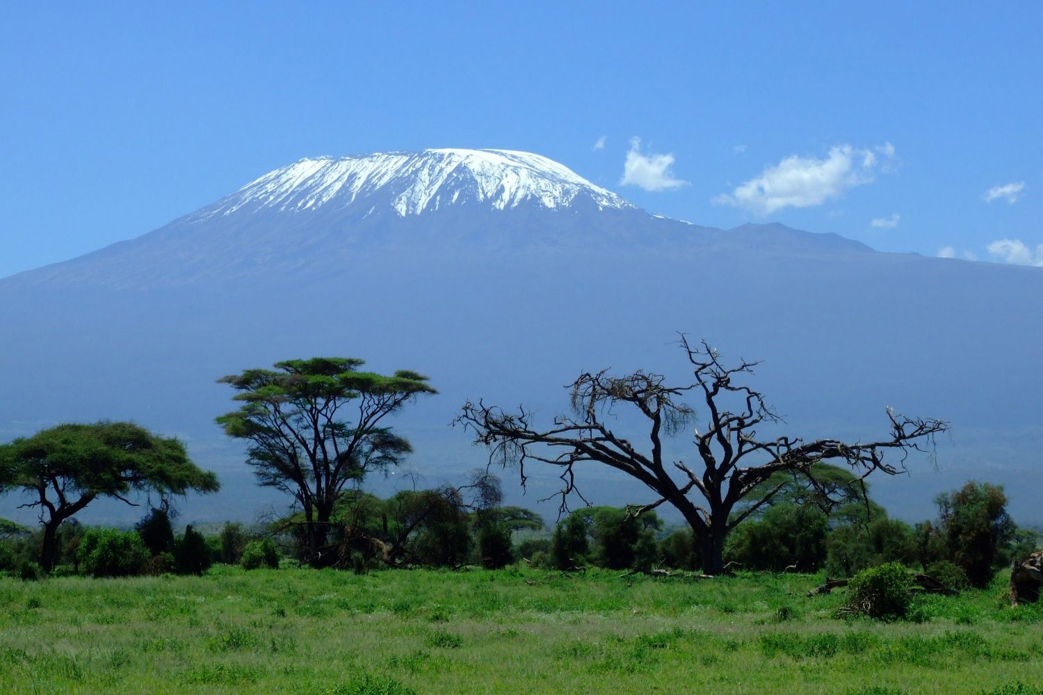 mount kilimanjaro landscape rising behind the trees