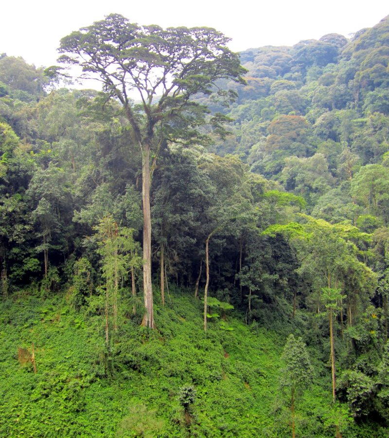 nyungwe6 1
