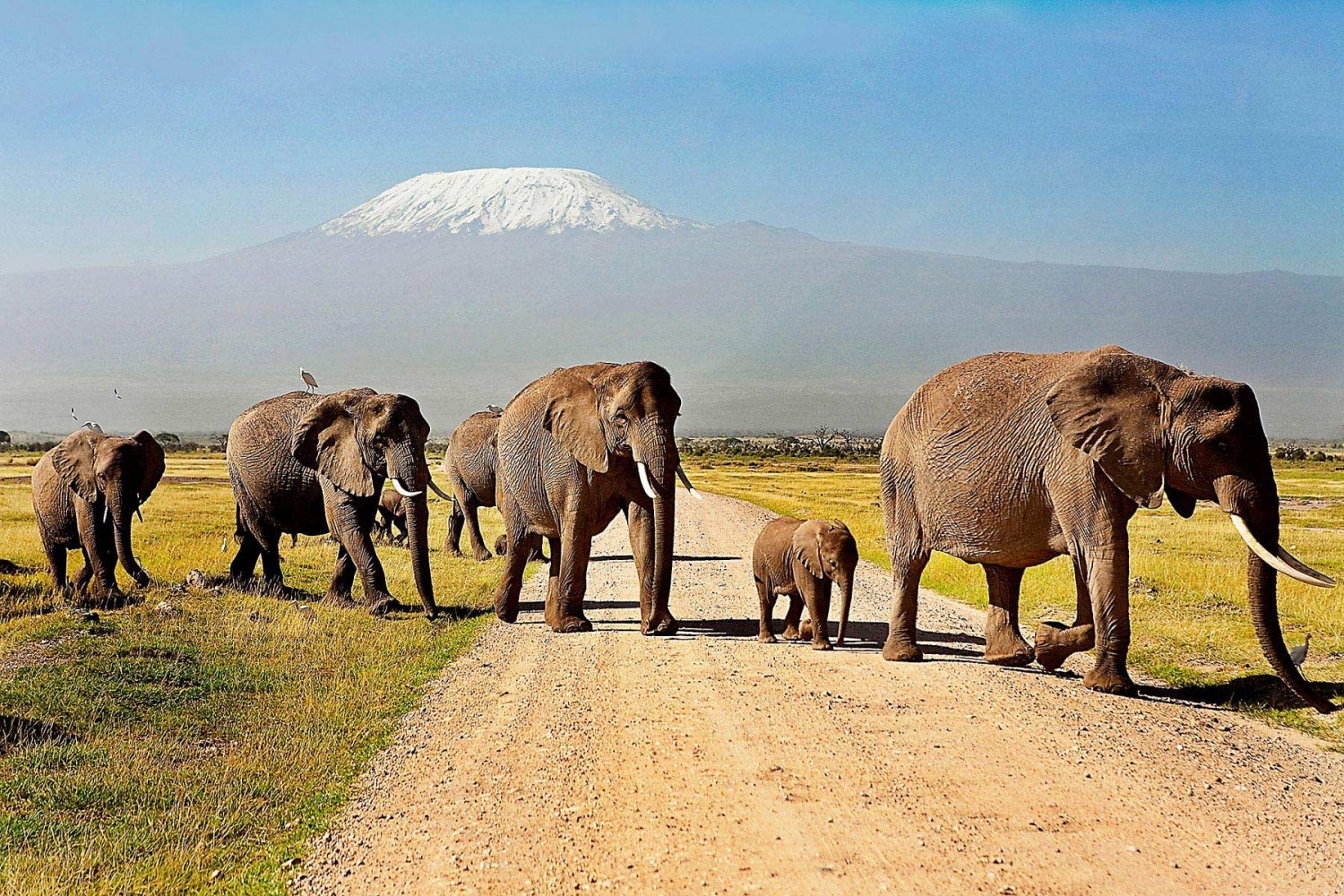 Amboseli National Park 1
