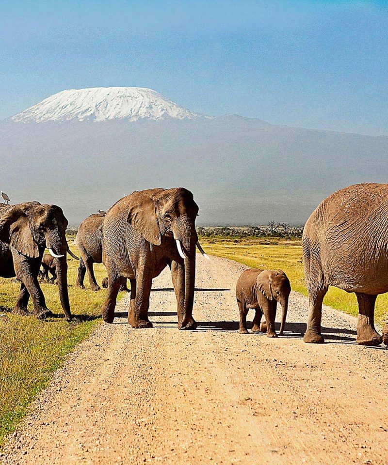Amboseli National Park 1