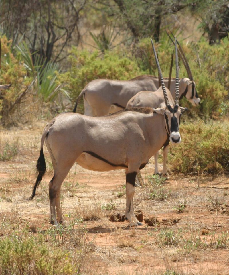 Samburu Naitonal Park