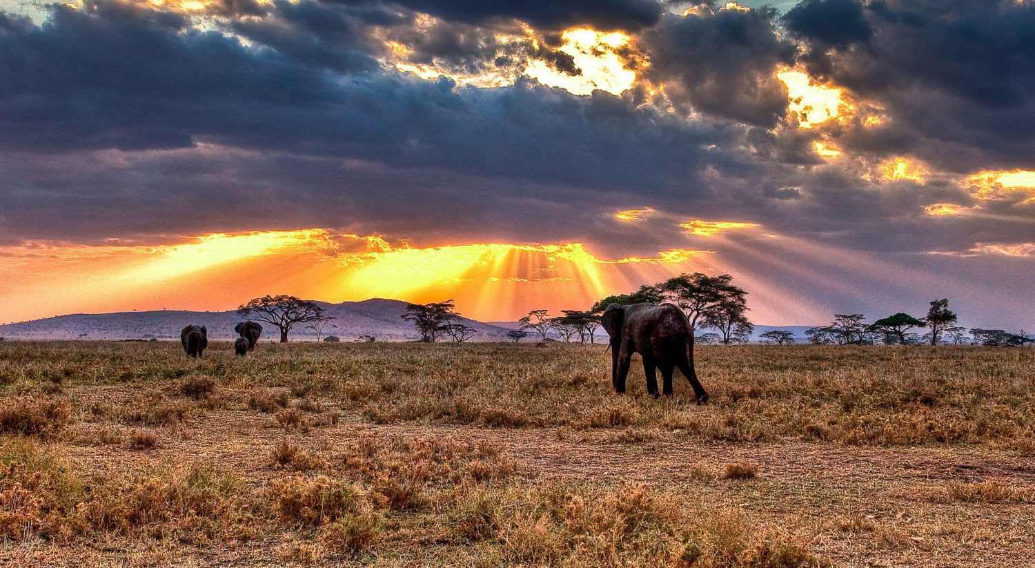 Serengeti1
