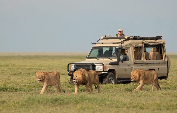 Tanzania Safari Image