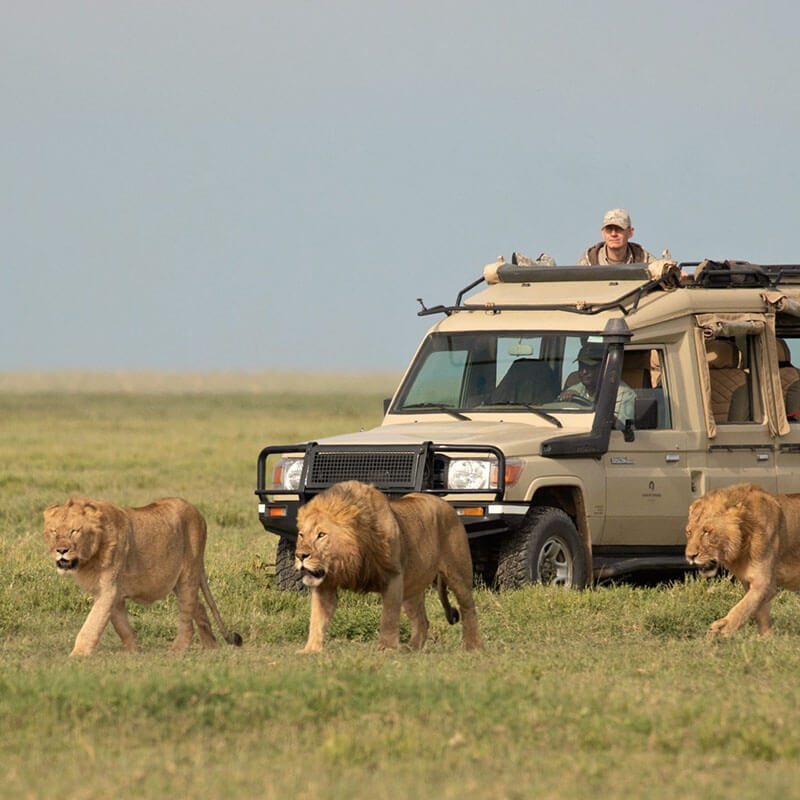 Tanzania Safari Image