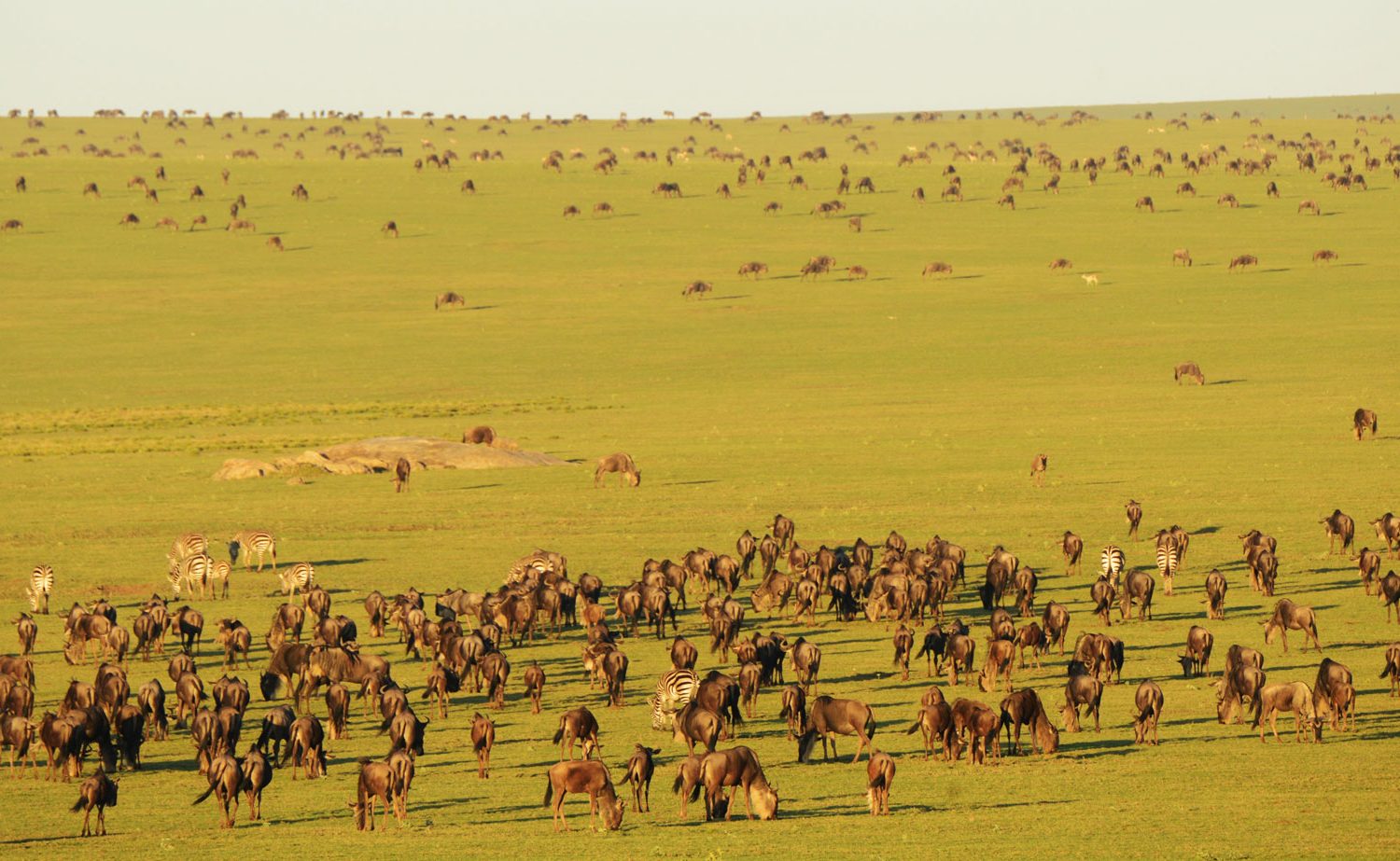 migration serengeti