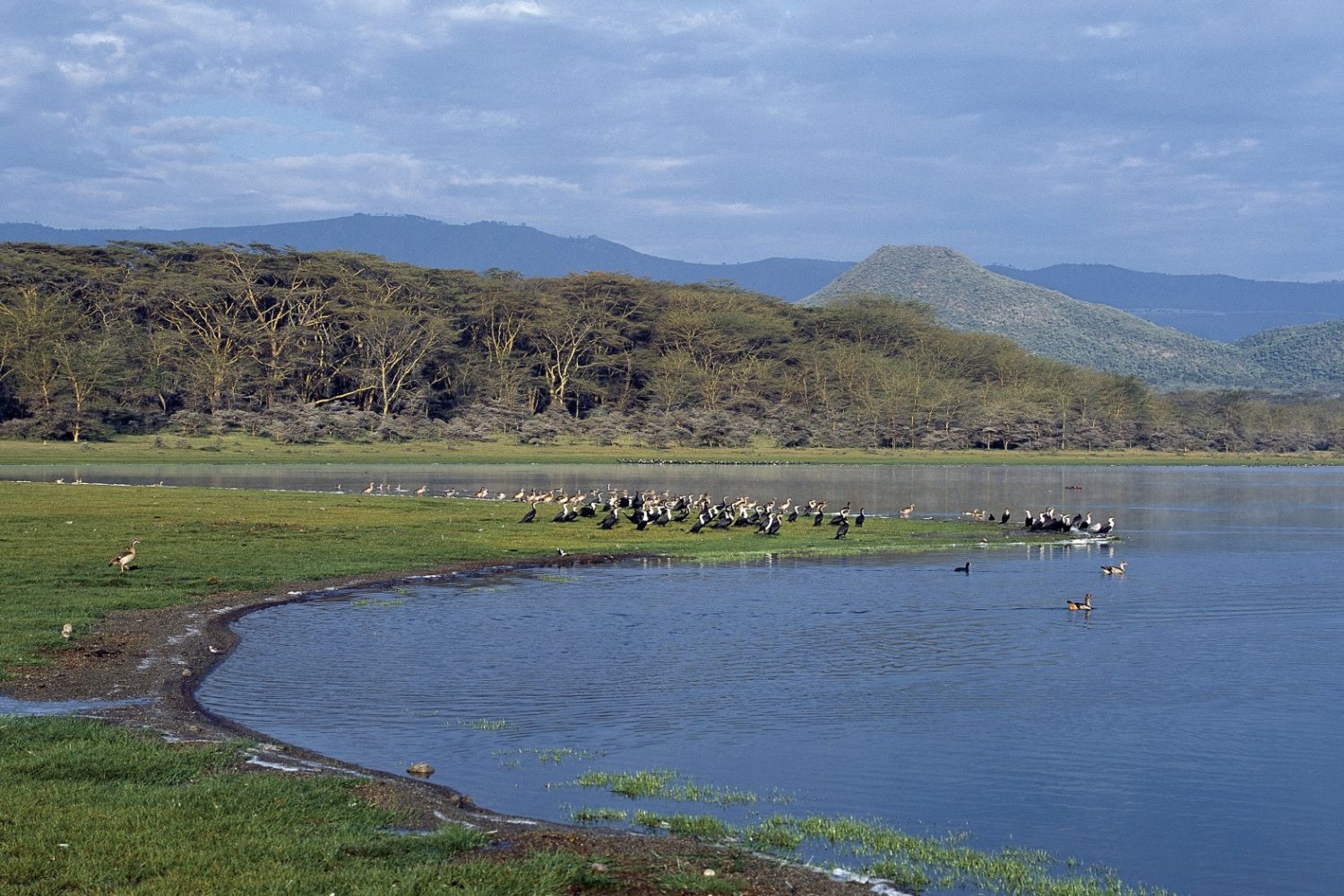 naivasha