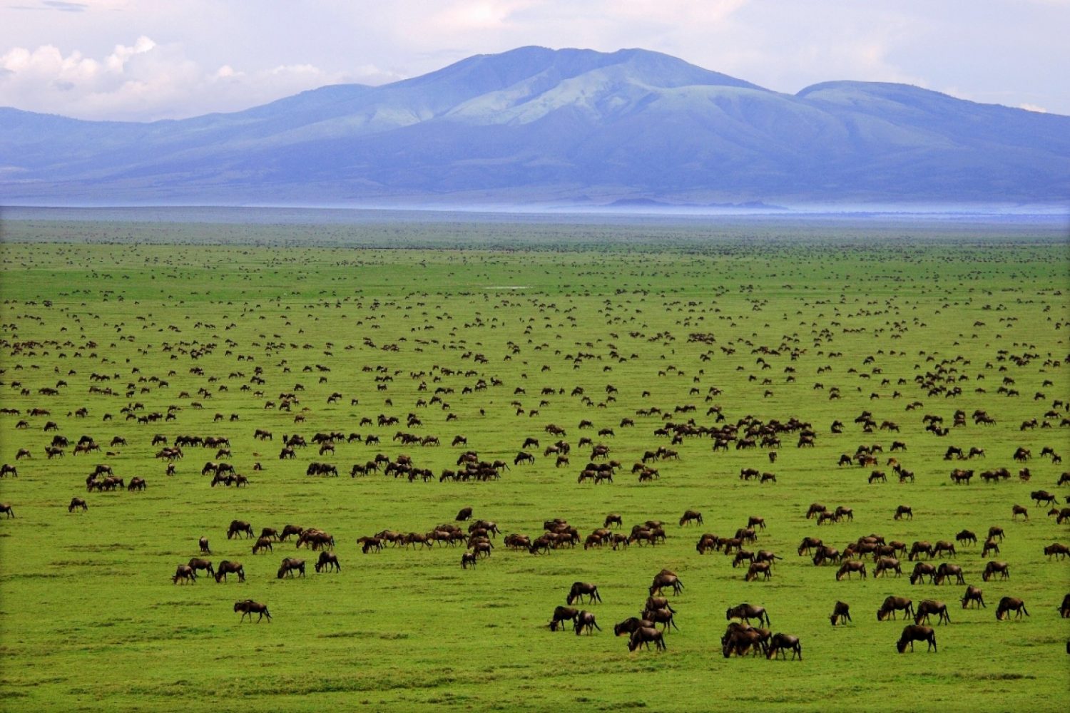 serengeti 3