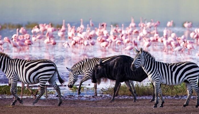 Wild-Animals-in-Lake-Nakuru-National-Park