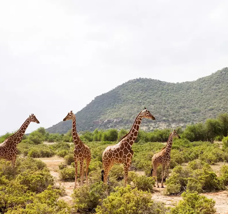 samburu