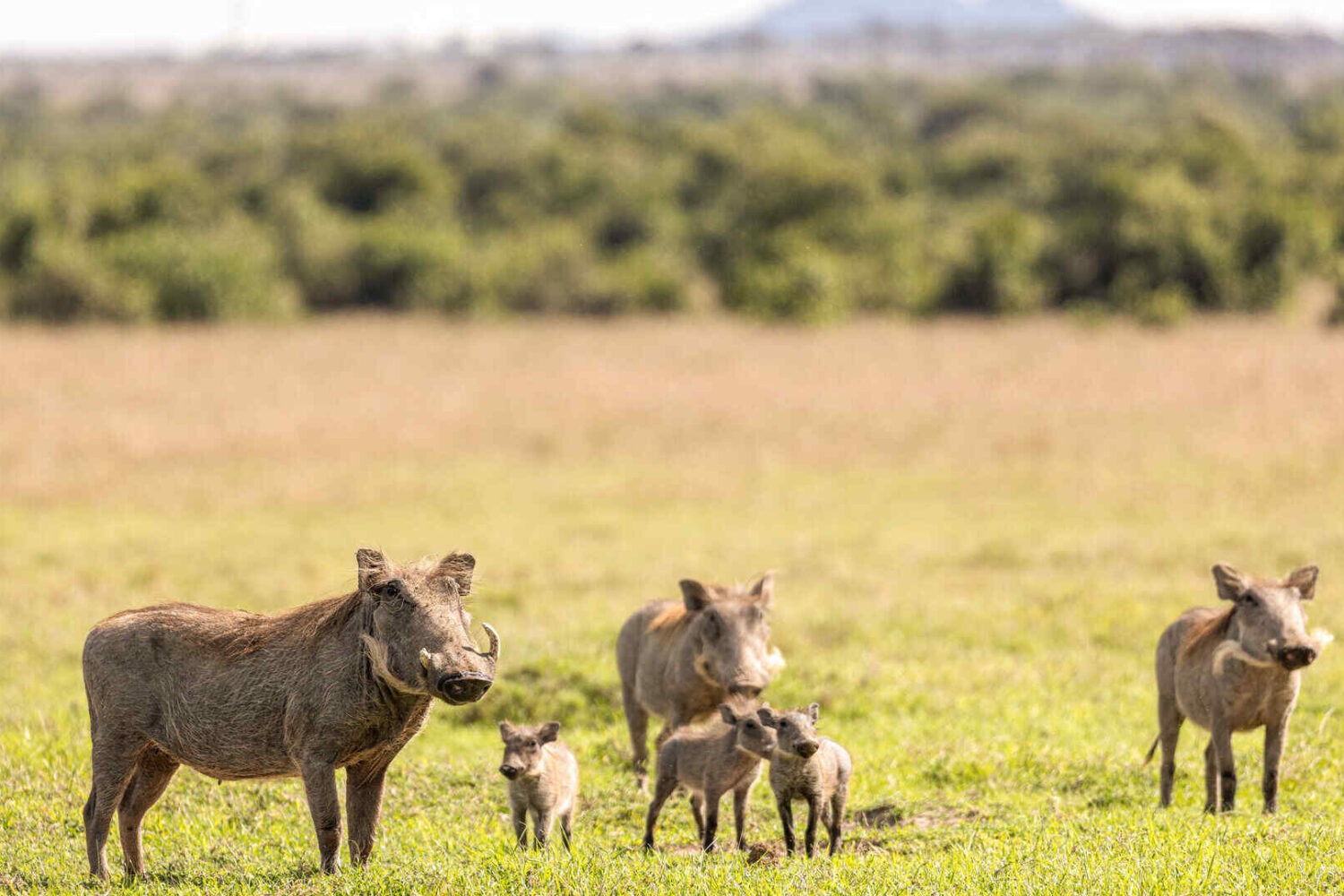 Ol-Pejeta-Conservancy-Warthogs